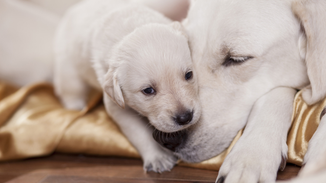 Illustration for article titled Aww! These Photos Of Animals With Their Children Are Going To Melt Your Hand